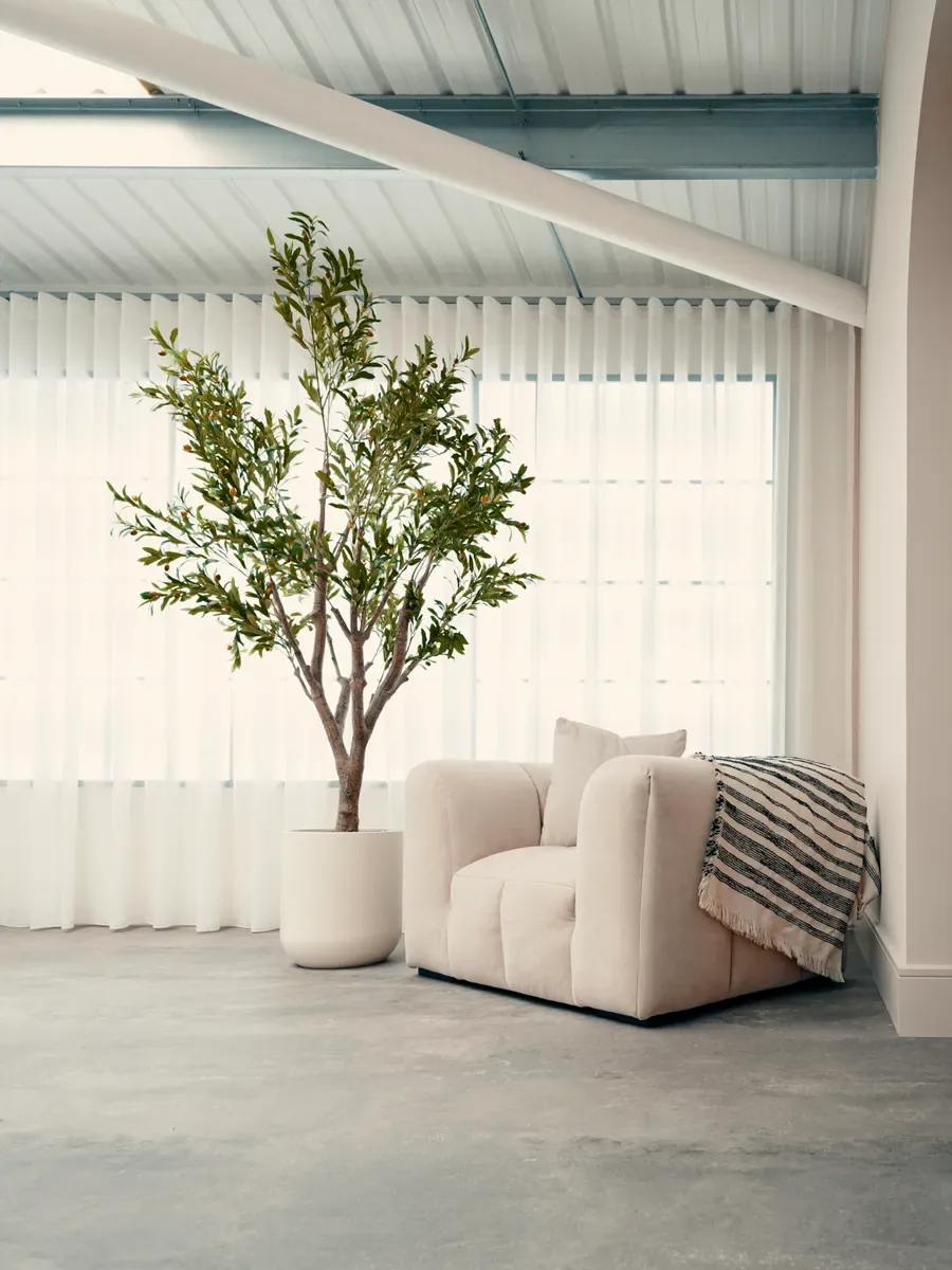 Olive tree and boucle armchair in the natural light of The Loft